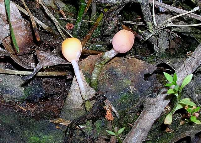 2005 :  Un anno di funghi